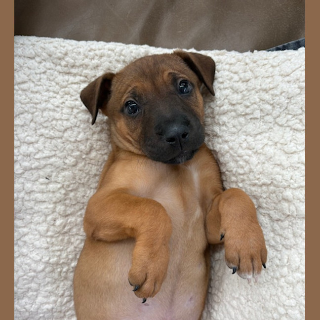 Photo of Fig   8 Week Old Cattle Dog X Staffy