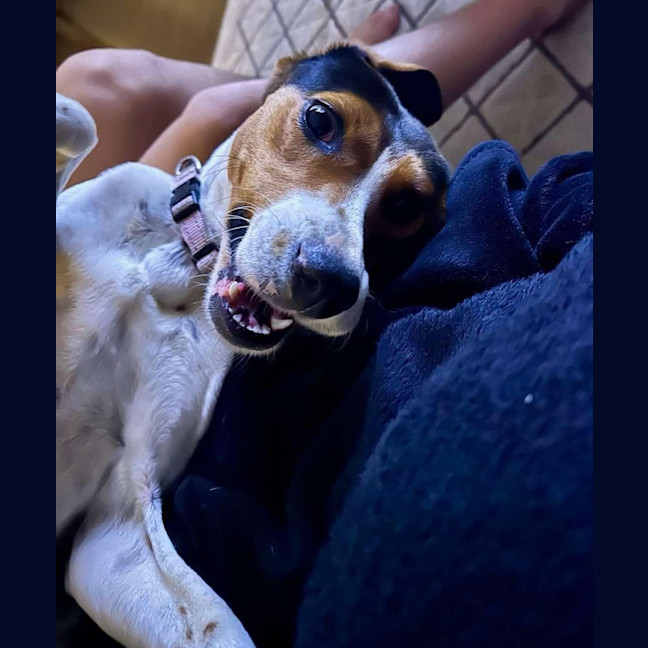 Photo of Daisy   Assisted Rehome 