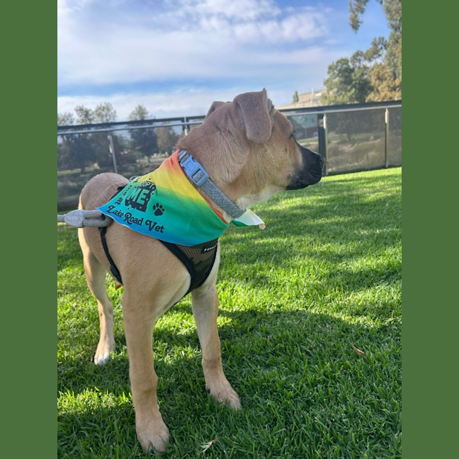 Photo of Dozer