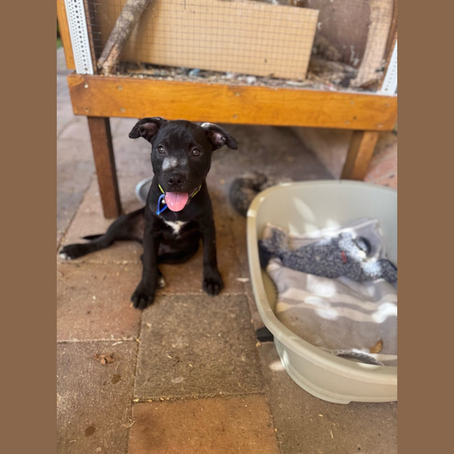 Photo of Mickey   14 Week Old Cattle Dog X Staffy
