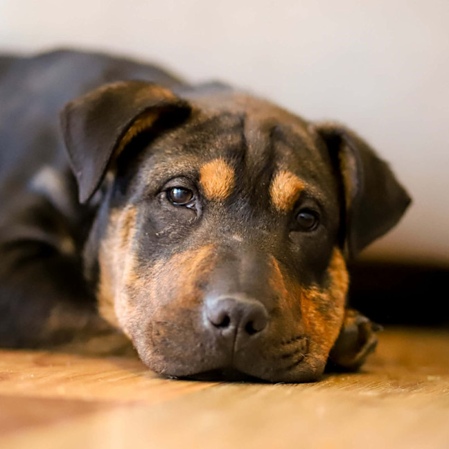 Photo of Bennie