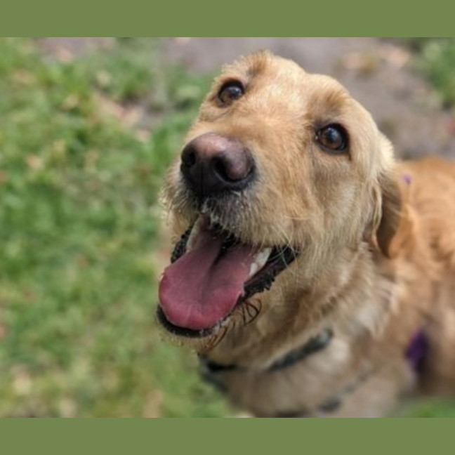 Photo of Honey
