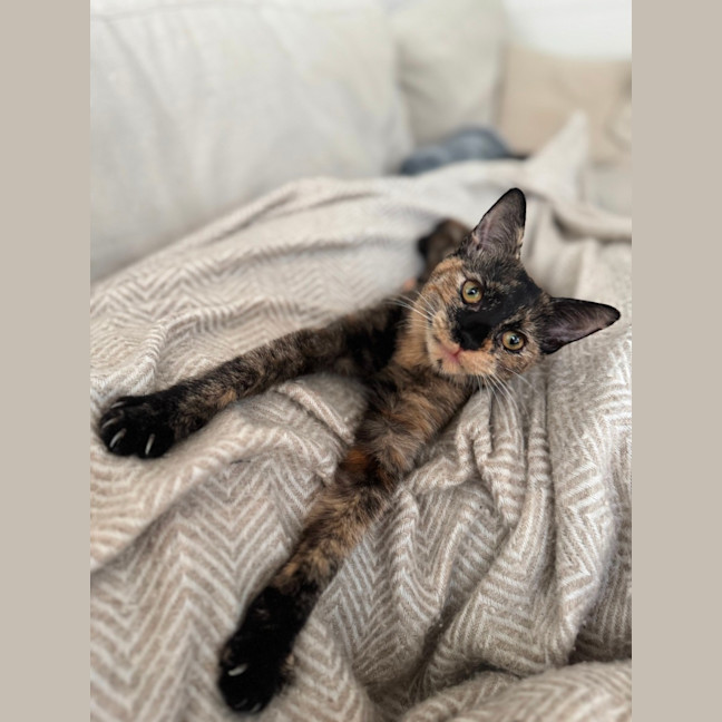 Photo of Chai