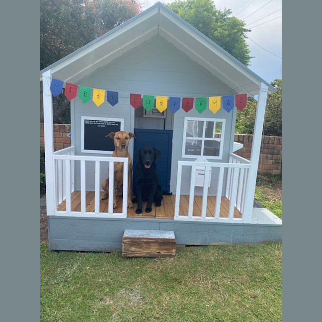 Photo of Skipper   3 Year Old Kelpie X (Trial)