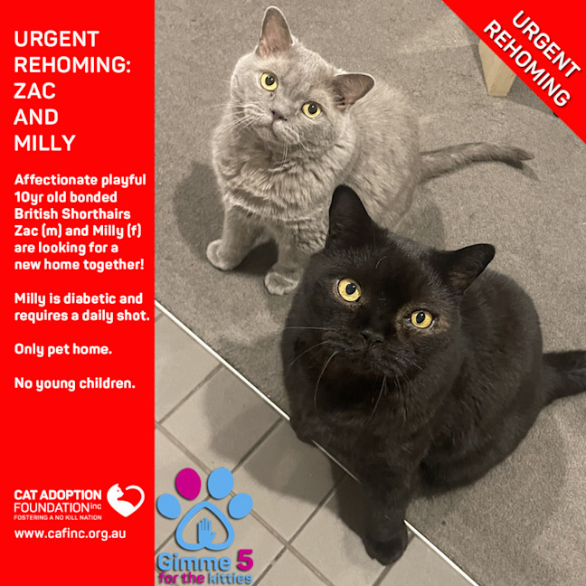 Photo of Zac & Milly Private Rehoming No Charge!