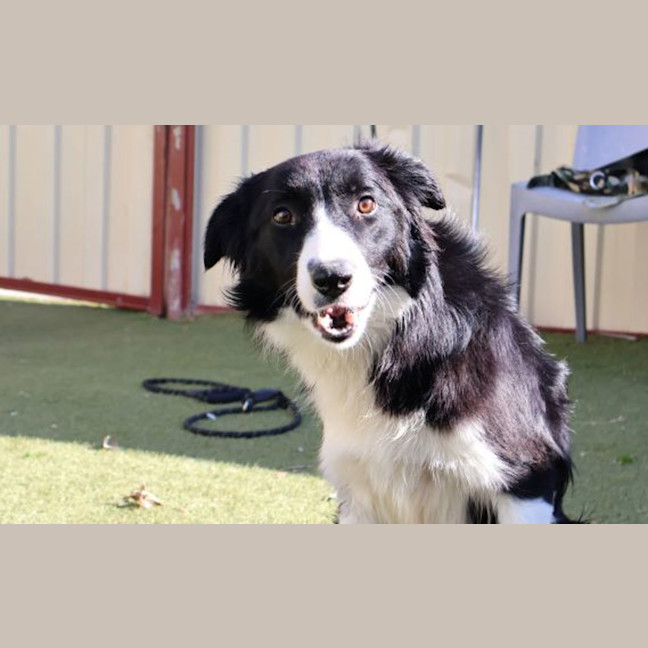 Photo of Whisper 
