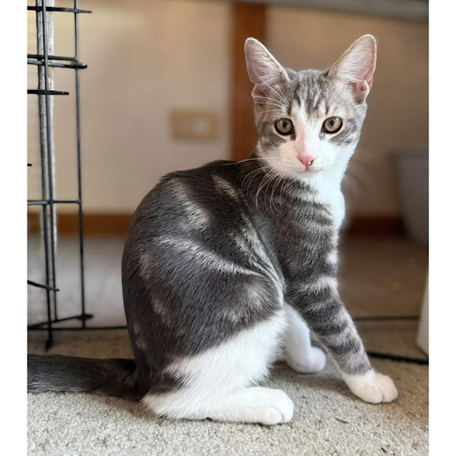 Photo of 13140   Merlin