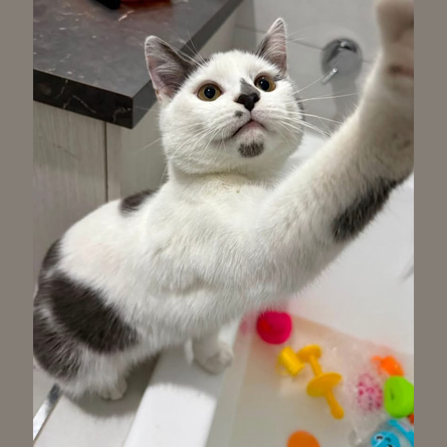 Photo of Victor