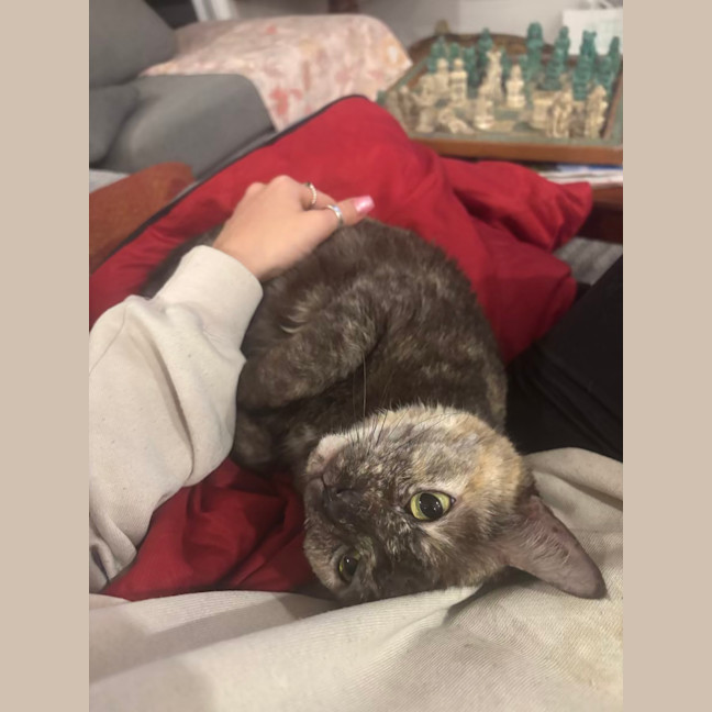 Photo of Rocket (With Groot)