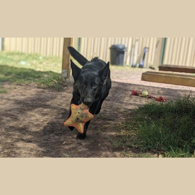 Photo of Laika