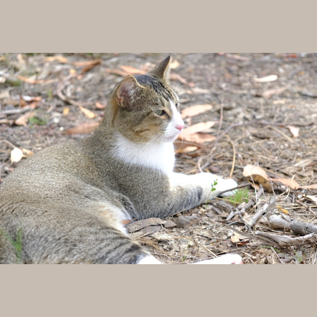 Photo of Spook