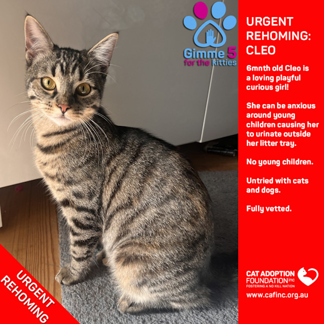 Photo of Cleo Private Rehoming No Charge!