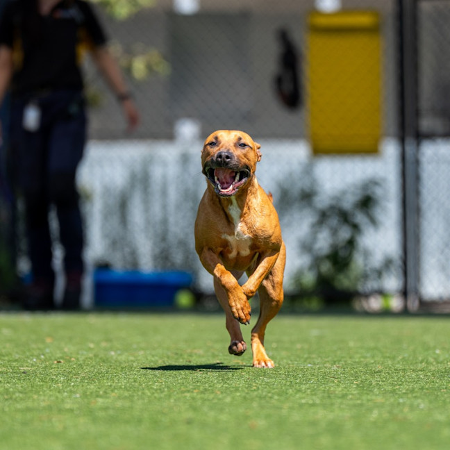 Photo of Cinnamon Imp 2558