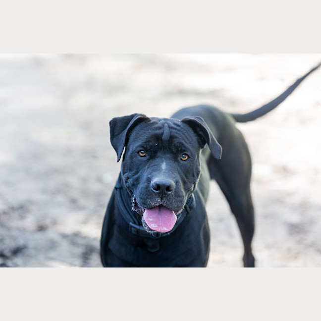 Photo of Hank