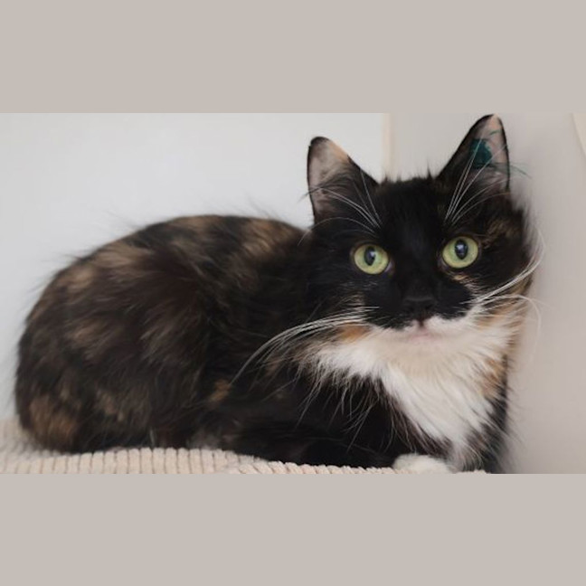 Photo of Princess 
