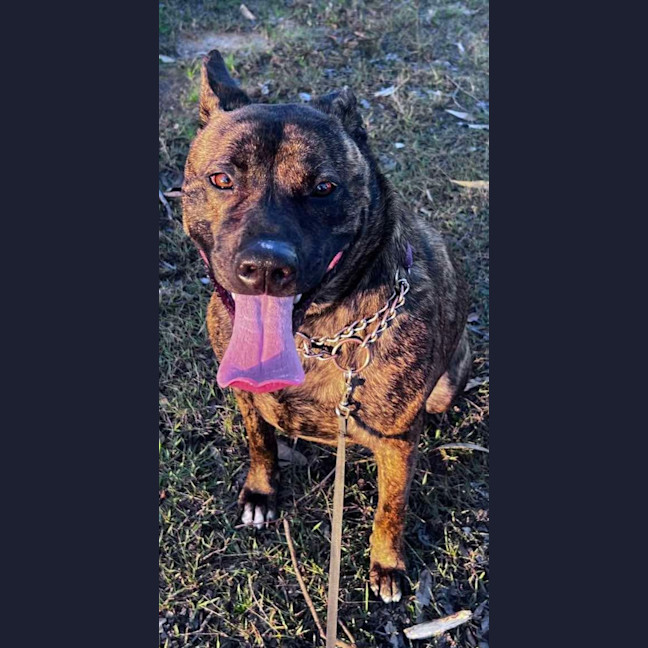 Photo of Trooper