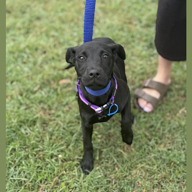 Photo of Willow