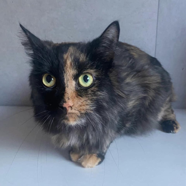 Photo of 10993   Kahvi