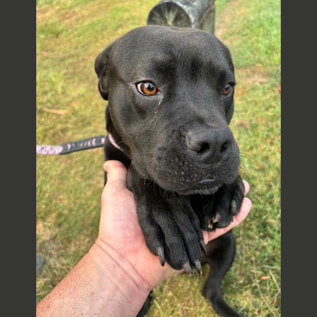 Photo of Major *$350 Adoption Fee*