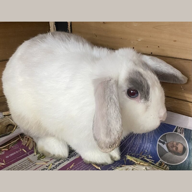 Photo of Aperol Spritz