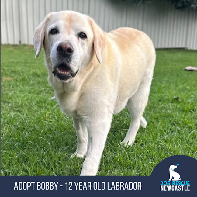 Photo of Bobby   12 Year Old Labrador