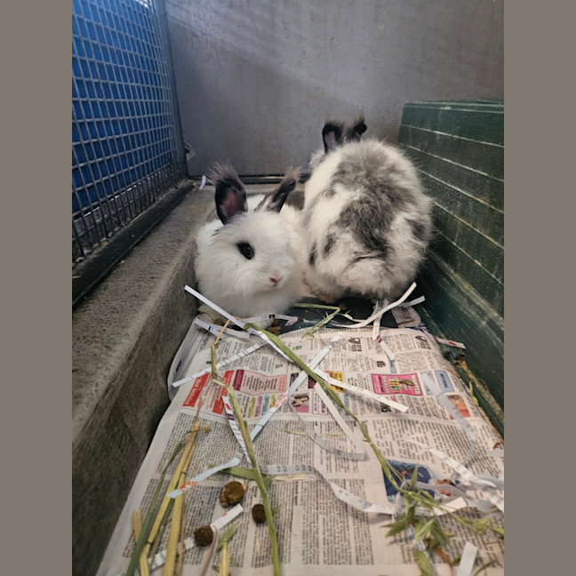 Photo of Flopsy