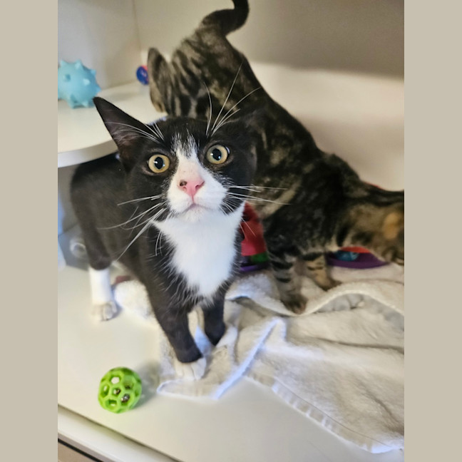 Photo of Sir Pounce