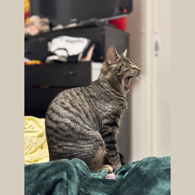 Photo of Jinx