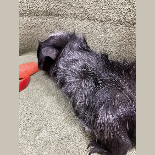 Photo of Oreo