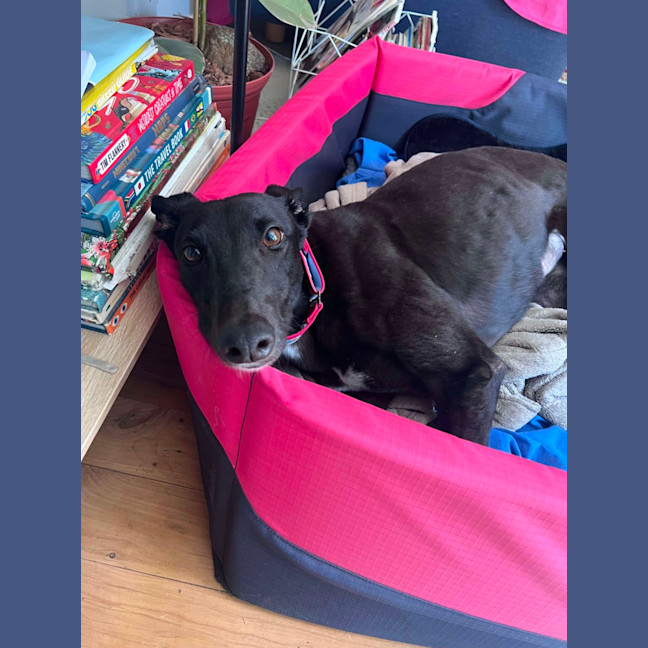 Photo of Clover, The Cat Friendly Greyhound