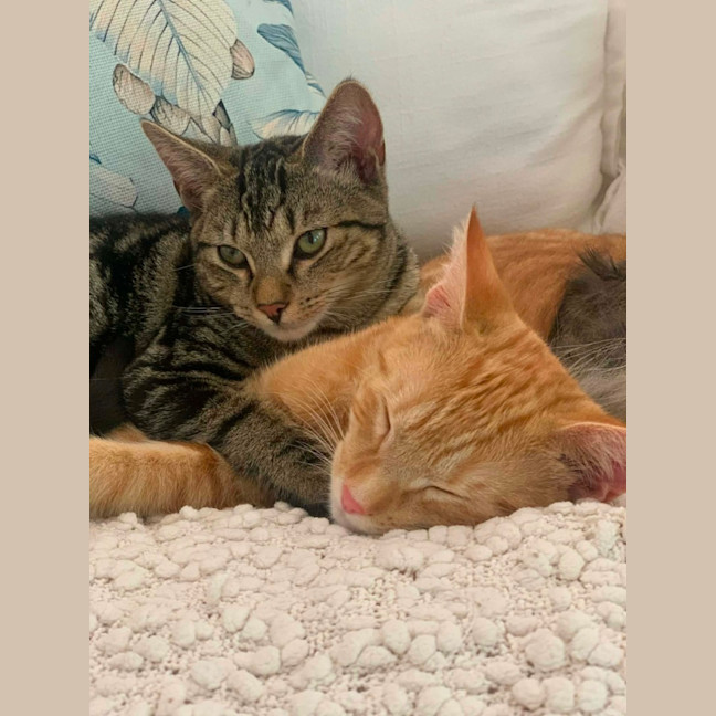 Photo of Ziggy & Bowie