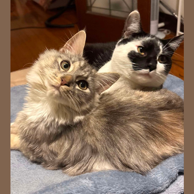 Photo of Momo & Dumpling 