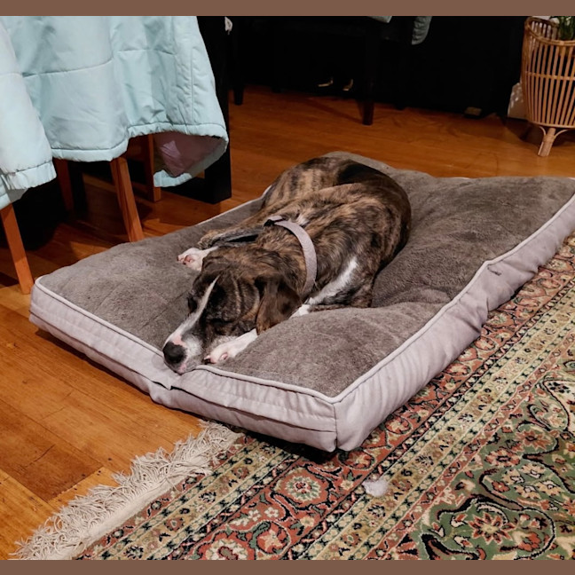 Photo of Duke