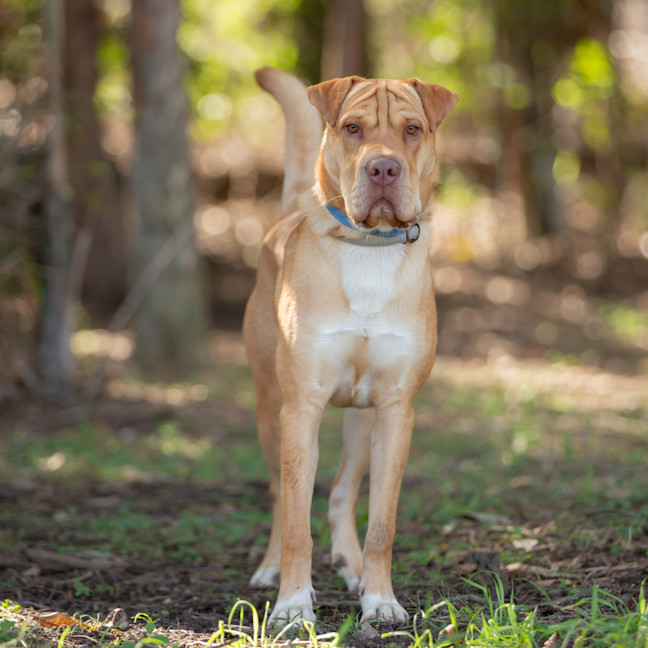 Photo of Angus