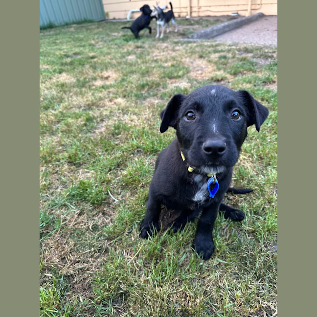 Photo of Leo   8 Week Old Wolfhound X
