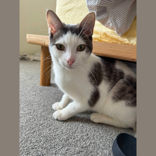 Photo of Solitaire