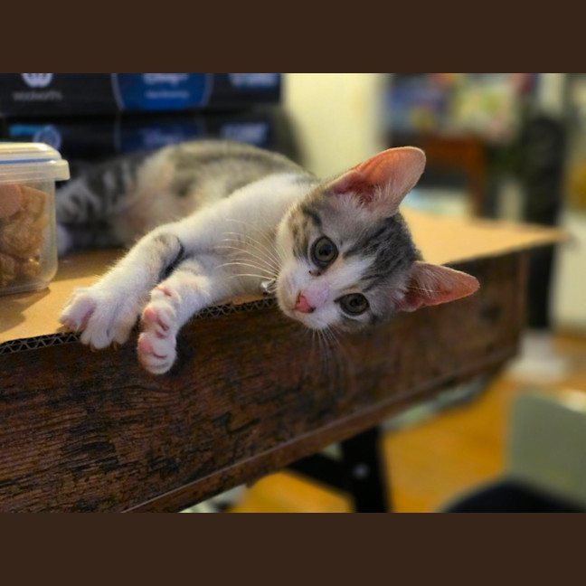 Photo of Rapha