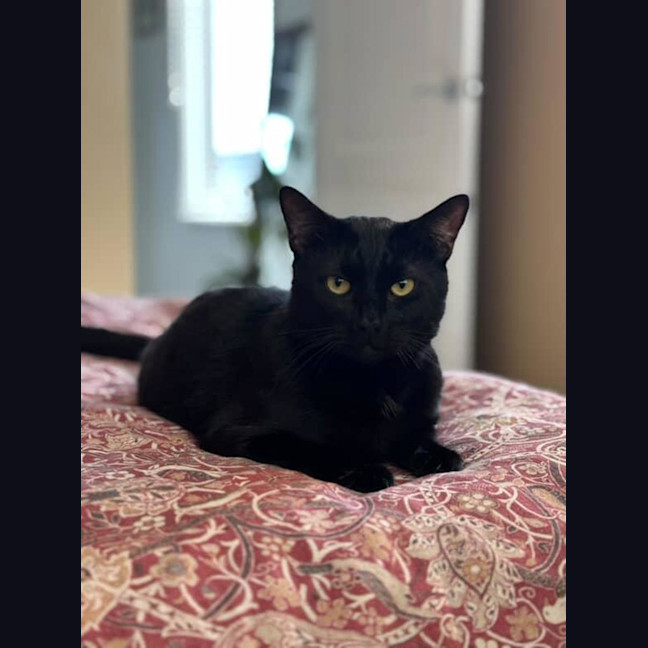 Photo of Brocky   18 Month Old Domestic Short Hair