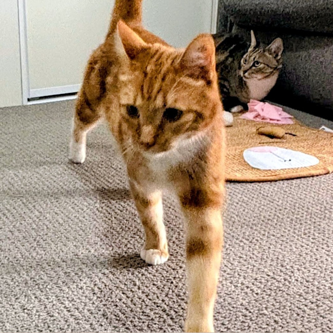 Photo of Link
