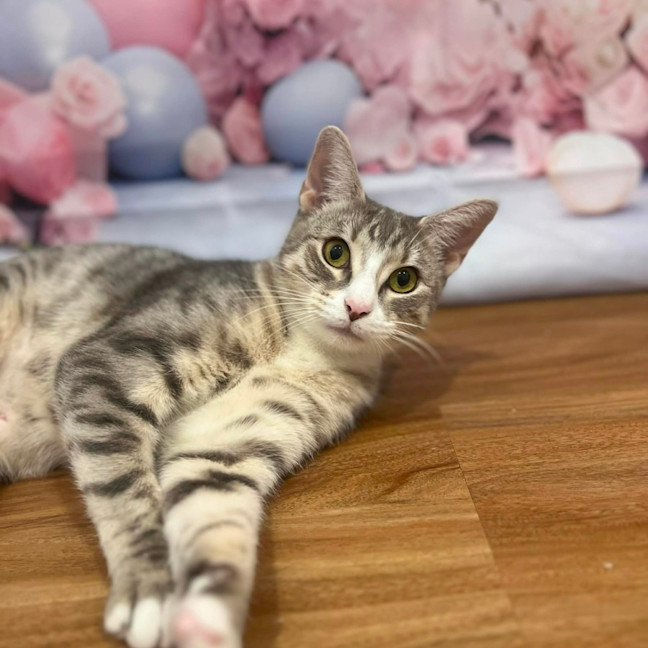 Photo of Lulu   In Foster Care In Doreen