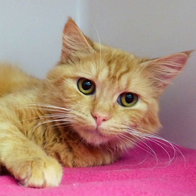 Photo of Arancini Sta013632