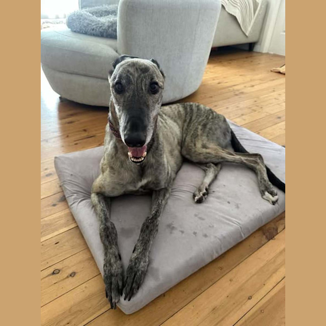 Photo of Alfie, The Greyhound