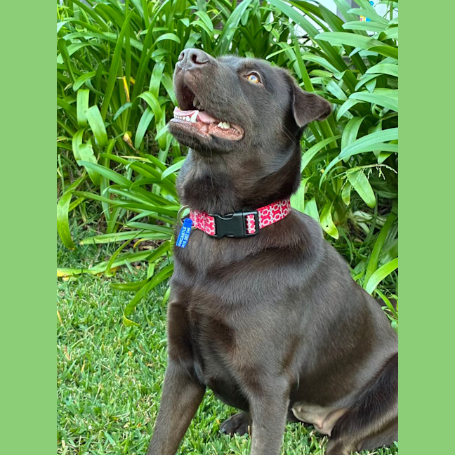 Photo of Millie   2 Year Old Labrador X