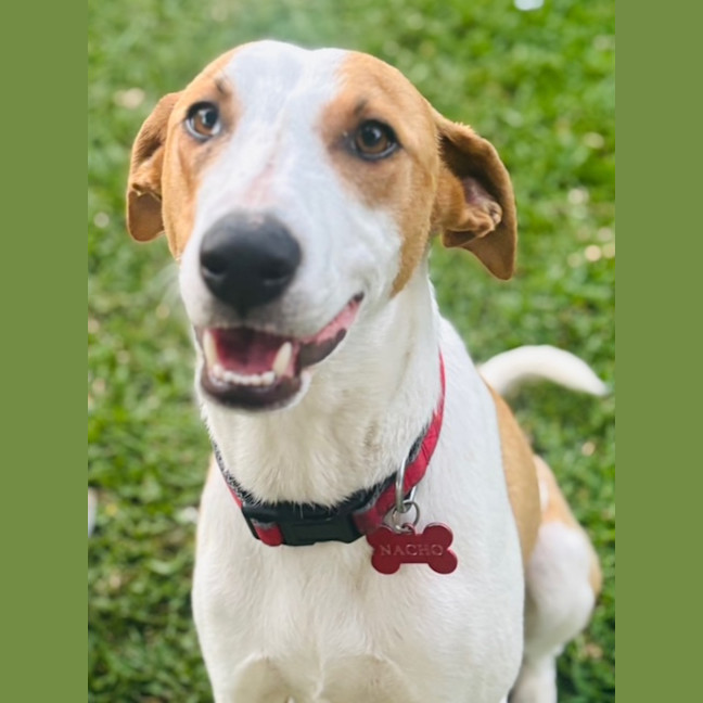 Photo of Nacho   7 Month Old Koolie X Kelpie
