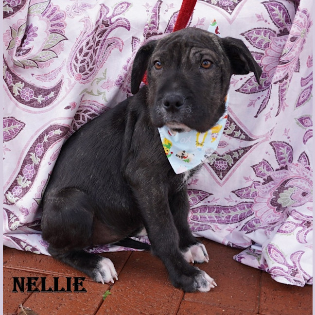 Photo of Nellie