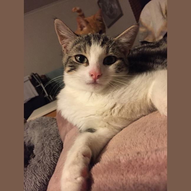 Photo of Mr Shmeagal