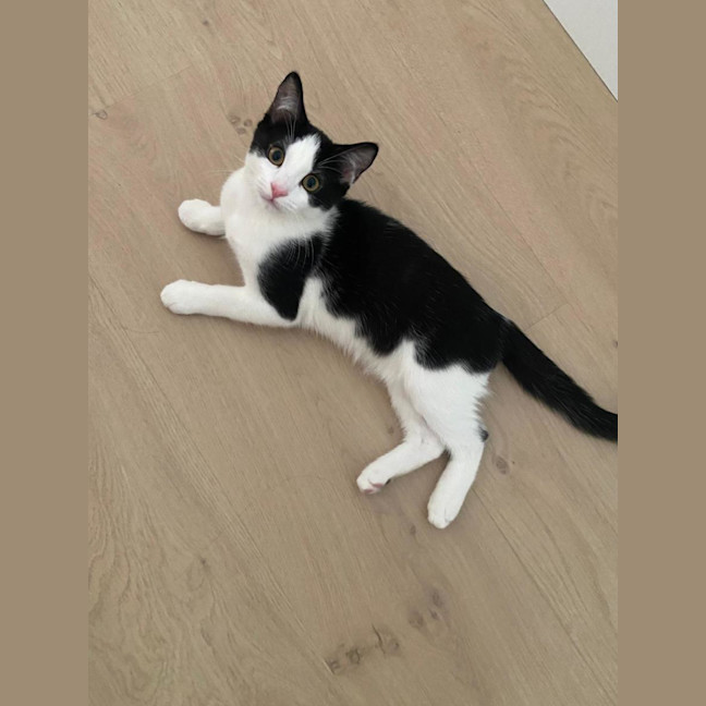 Photo of Archie