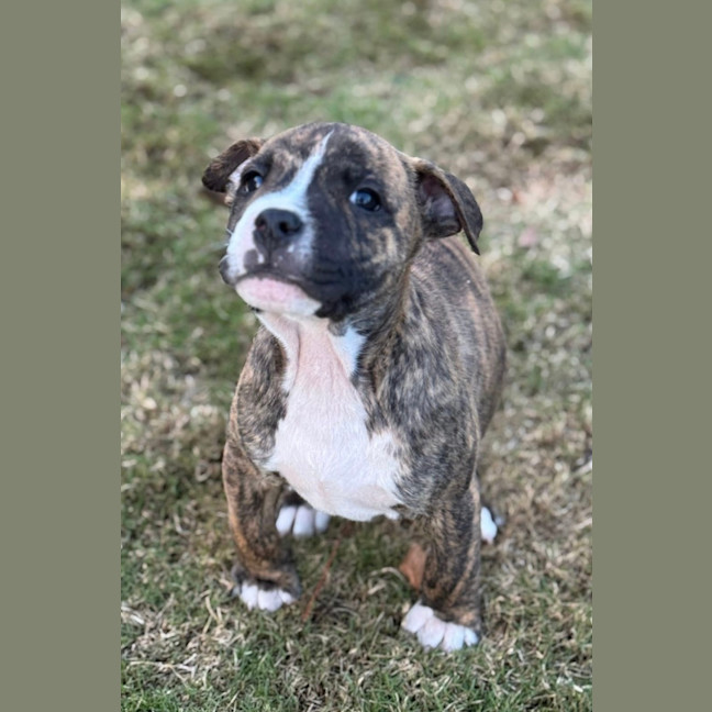 Photo of King Of Hearts 