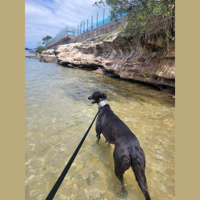 Photo of Little Ninja, The Greyhound