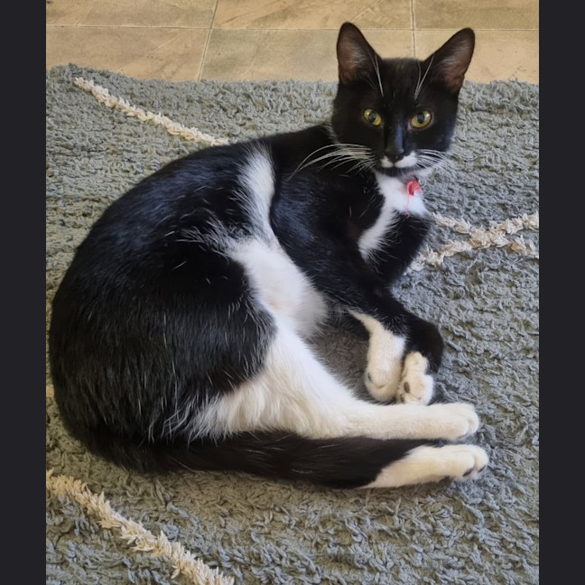 Photo of Pussycat